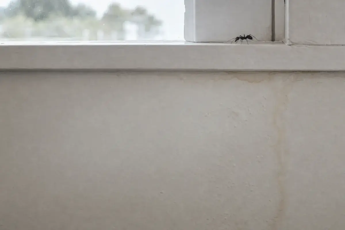 Faint water stain on white drywall below a window sill with a carpenter ant on the trim