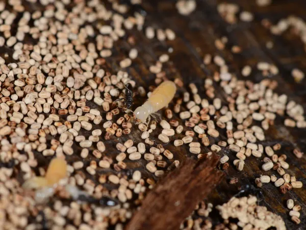 Termite Droppings (Pellets): What Termite Frass Looks Like