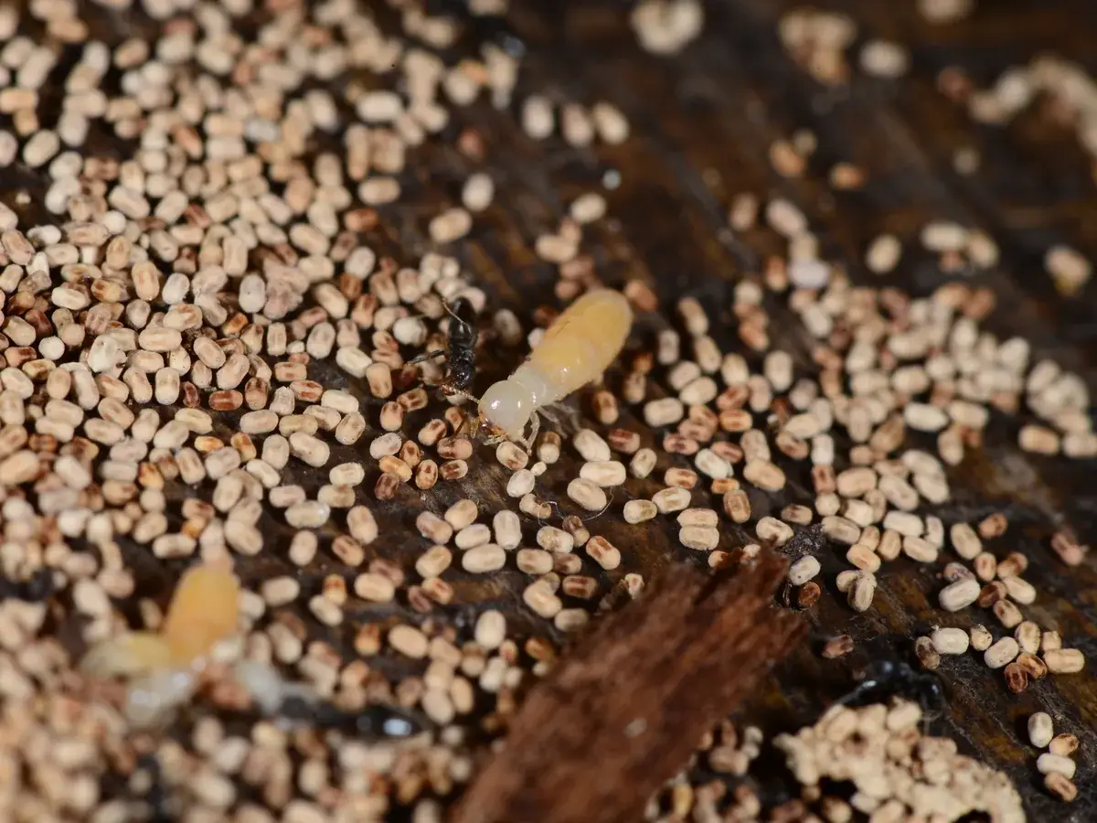 Close-up of hundreds of small oval drywood termite pellets in cream and brown shades, with a pale drywood termite crawling among them
