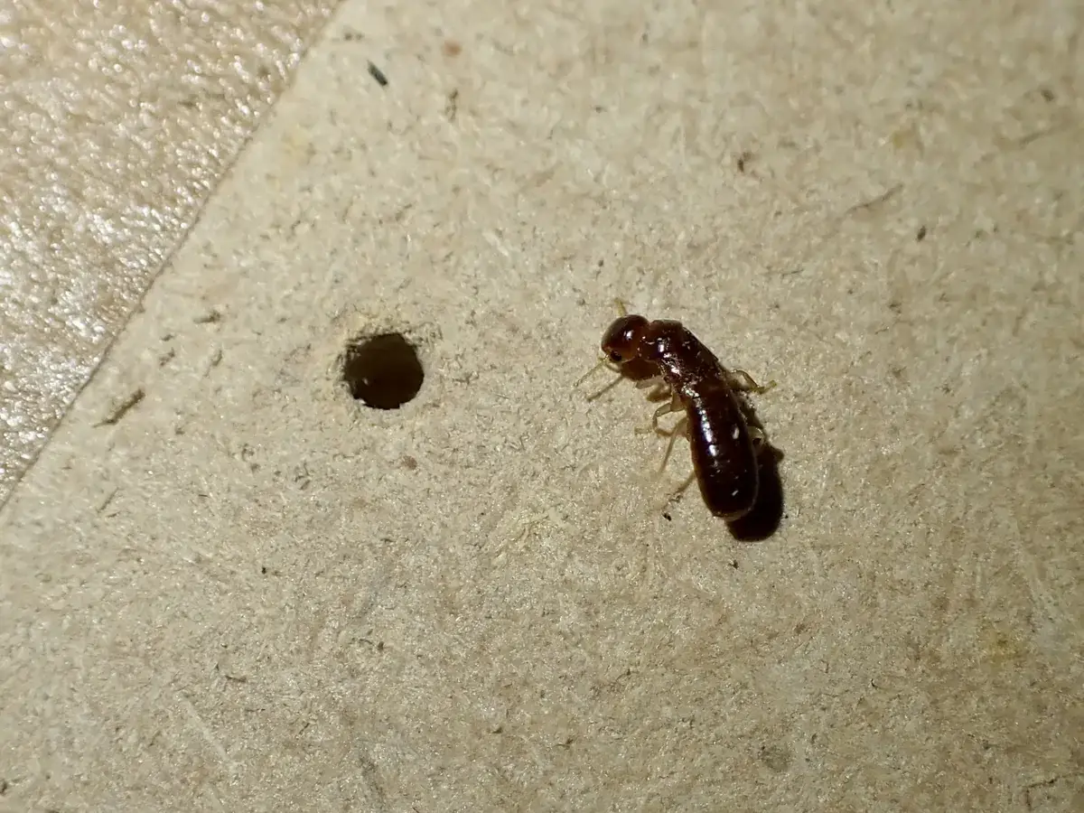 Dark brown West Indian drywood termite with its wings shed, next to a small round hole in a pale wood panel