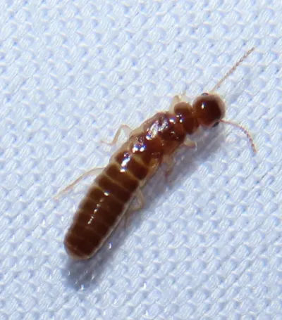 Drywood termite worker showing characteristic pale tan coloring and segmented body