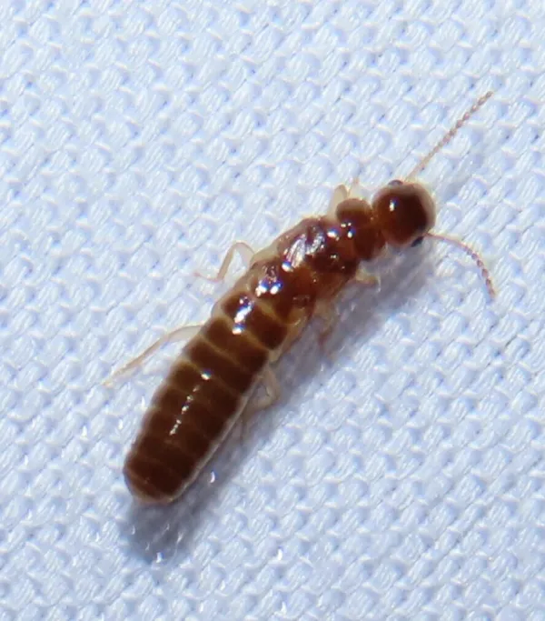 Drywood termite worker showing characteristic pale tan coloring and segmented body