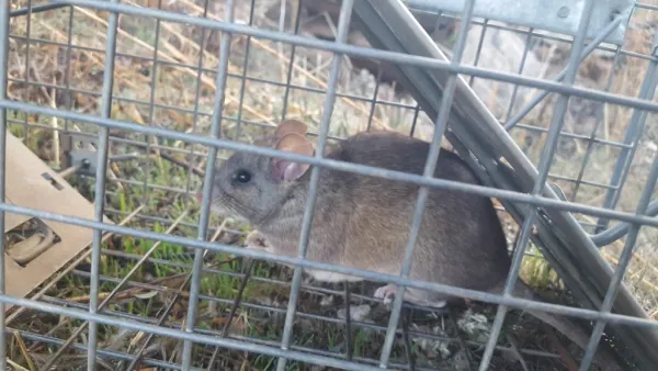 Dusky-footed woodrat in a live trap showing its full body profile, distinctive furry tail, and large ears