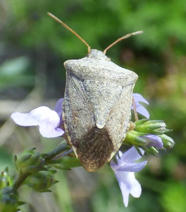 Dusky stink bug displaying its characteristic shield-shaped body and grayish-brown coloring while resting on a purple flower