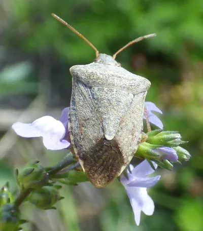 Dusky Stink Bug