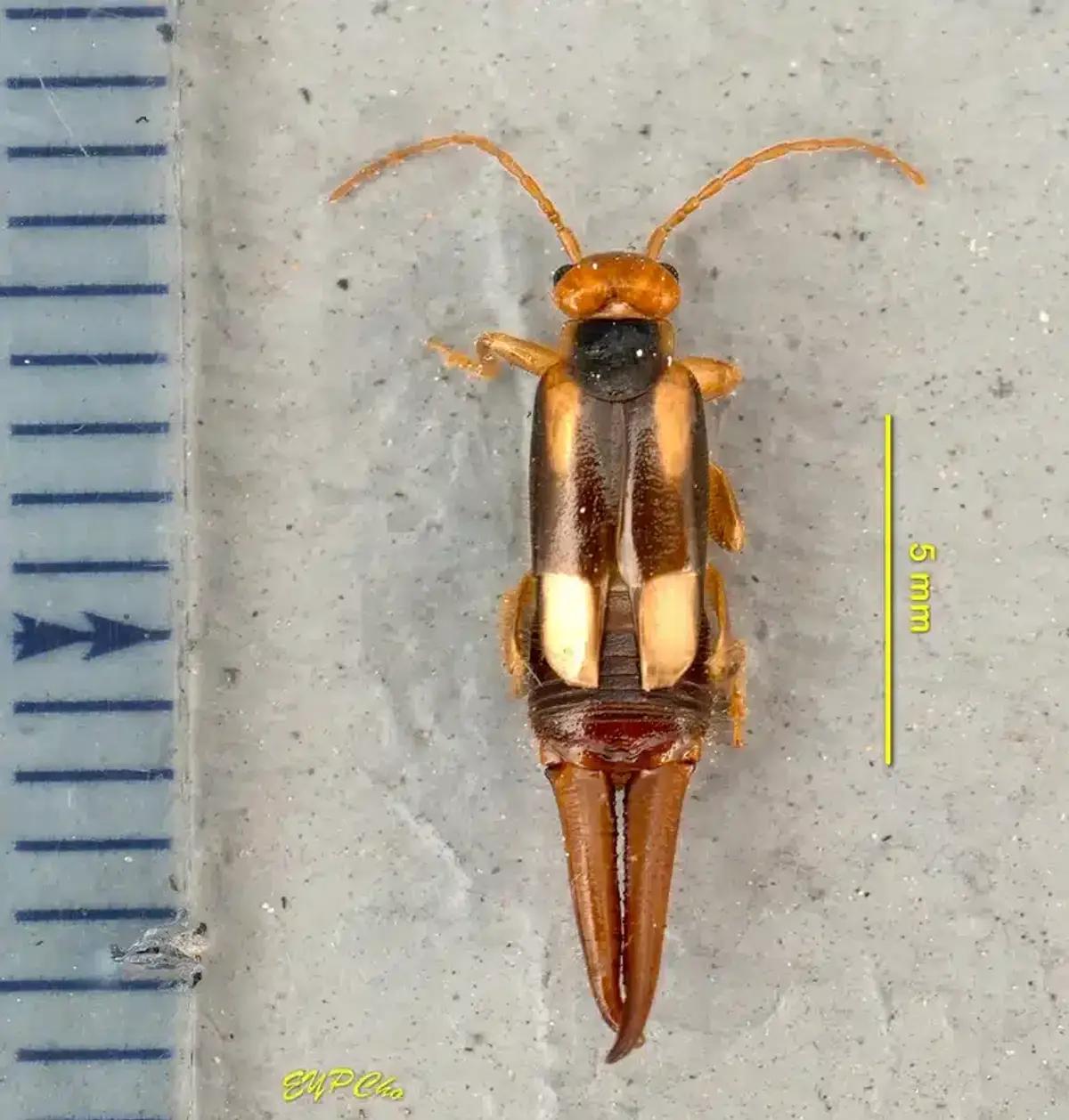 Close-up of an earwig showing its pincers and dark brown body