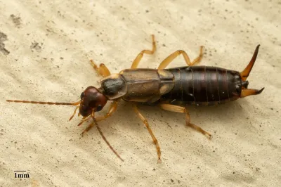 European earwig showing distinctive reddish-brown body and pincer-like cerci