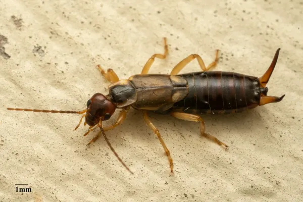 European earwig showing distinctive reddish-brown body and pincer-like cerci