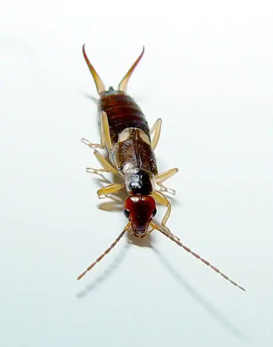 Close-up of an earwig showing its curved pincers and reddish-brown coloring