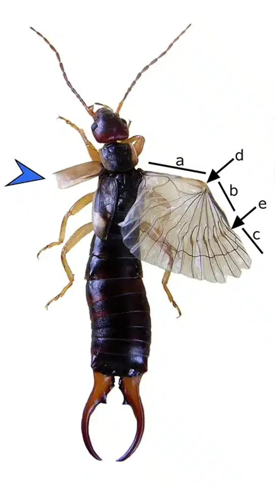 Close-up of an earwig insect