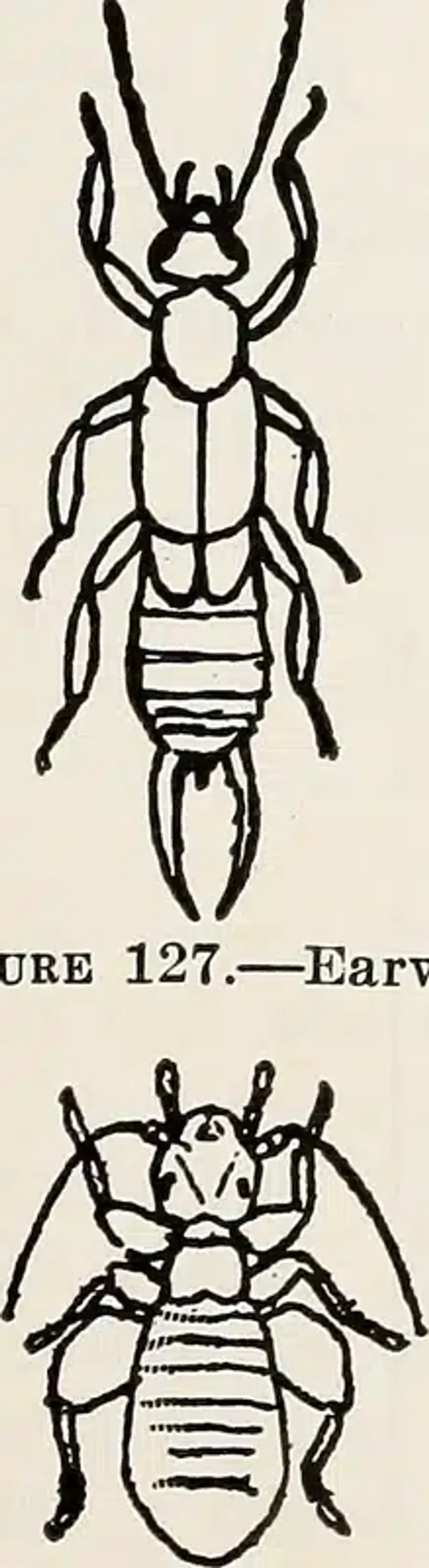 Illustration of an earwig insect