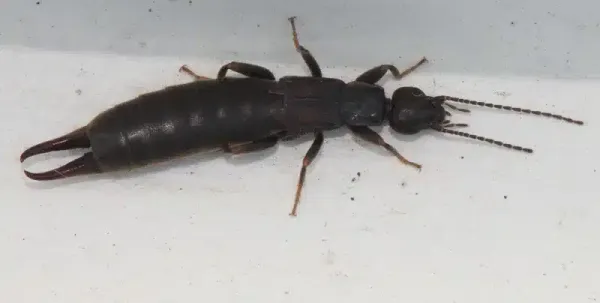 Earwigs in House: Effective Removal & Prevention Tips