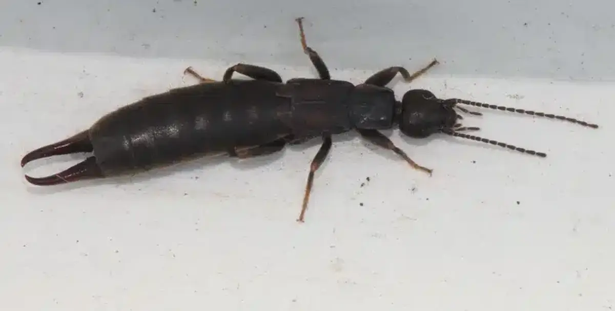 An earwig insect on a white surface.