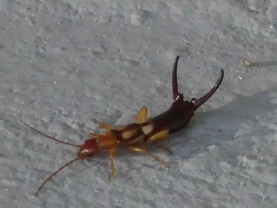 Earwig insect crawling on a surface