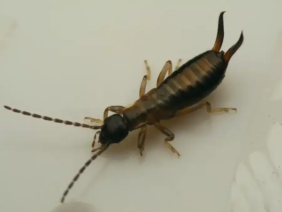 Close-up of an earwig insect