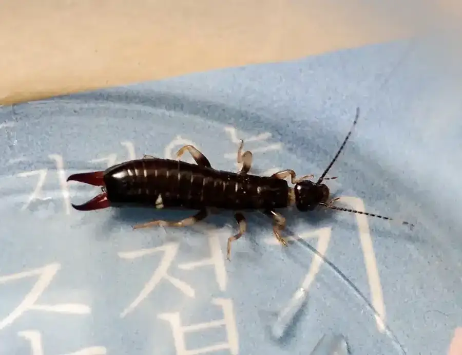 Close-up of an earwig insect