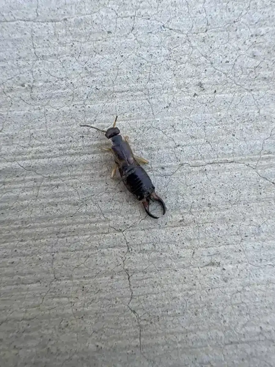 Earwig showing dark brown body and pincers on concrete