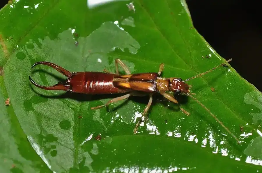 Earwig resting on a green leaf showing its pincers and body shape