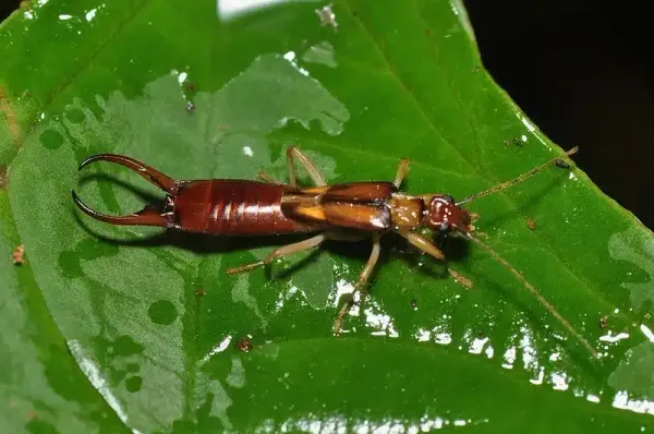 How To Kill Earwigs And Prevent Future Infestations