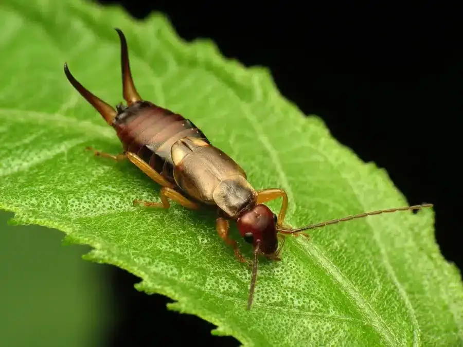 Earwig on a green leaf