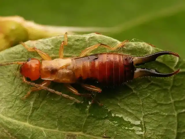 Earwig Traps for Indoors & Outdoors: What Actually Works
