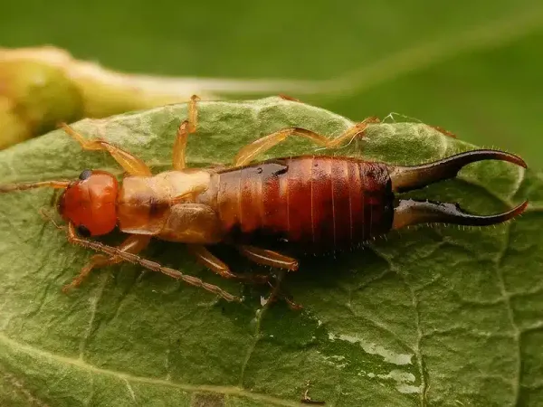 Earwig Traps: The Best Indoor and Outdoor Traps and Where to Put Them