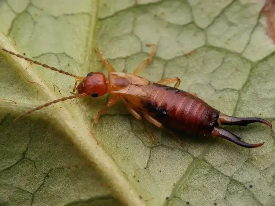 Earwig insect on a green leaf