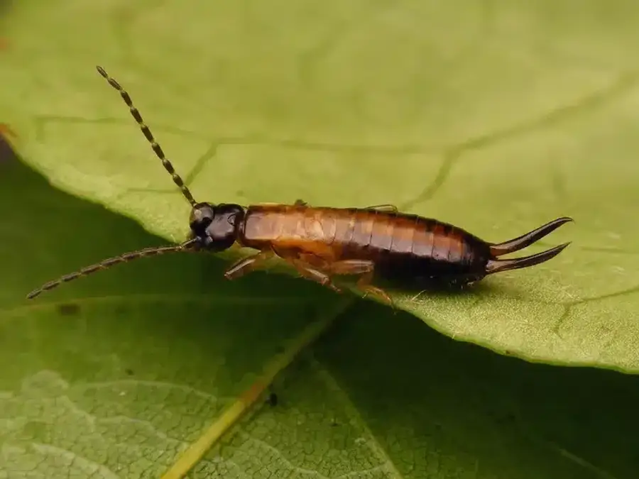 Close-up of an earwig on a leaf