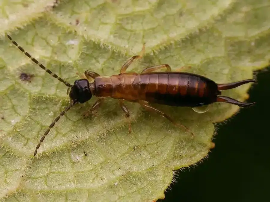 Earwig on a green leaf