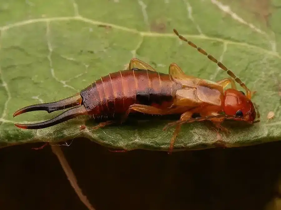 Earwig insect on a green leaf