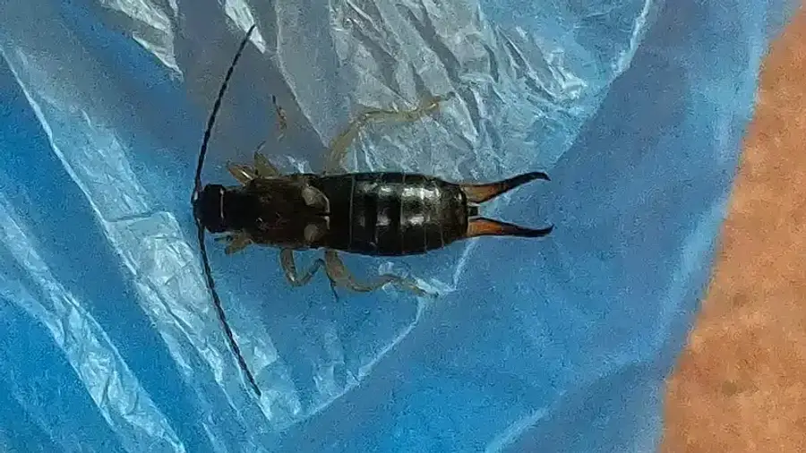 Earwig on a blue plastic surface
