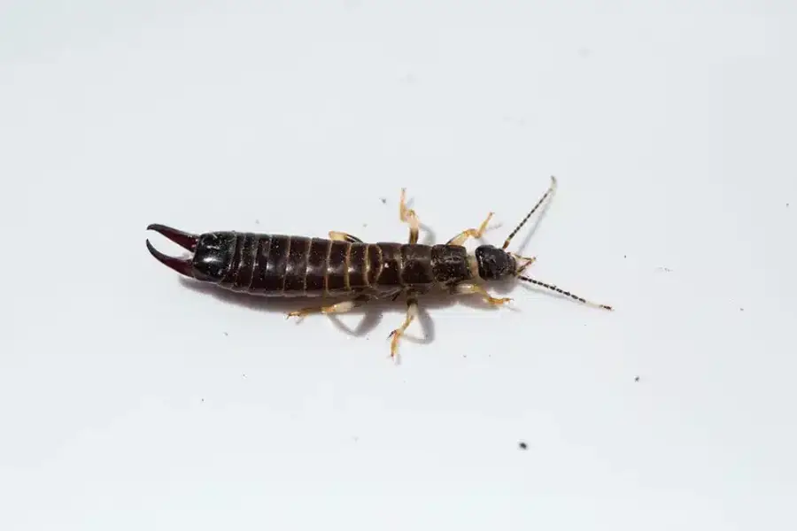 Close-up of an earwig on a white background