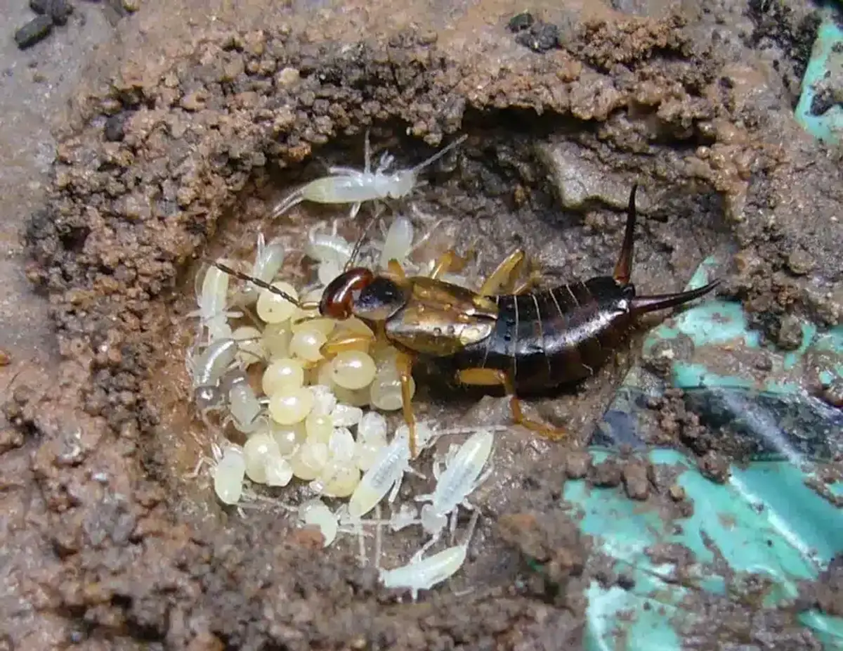 Earwig guarding eggs and young in an underground nest