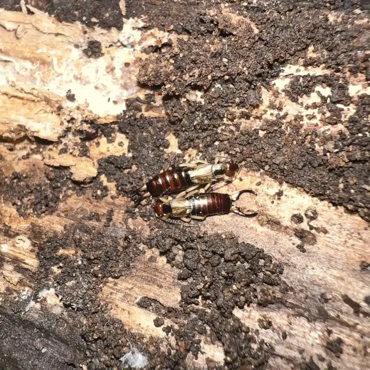 Earwigs found in their preferred decaying wood habitat