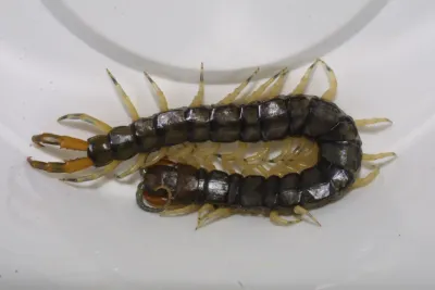 Eastern bark centipede showing dark segmented body and numerous legs