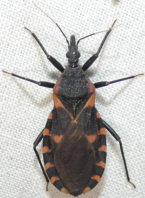 Top-down view of an eastern bloodsucking conenose bug showing its black body with distinctive orange-red banding along the abdomen