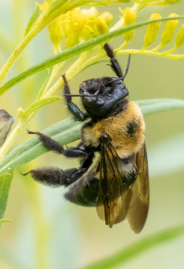 Eastern carpenter bee clinging to yellow plant stem showing characteristic fuzzy yellow thorax and shiny black abdomen