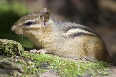 Eastern chipmunk showing distinctive striped pattern on back and sides