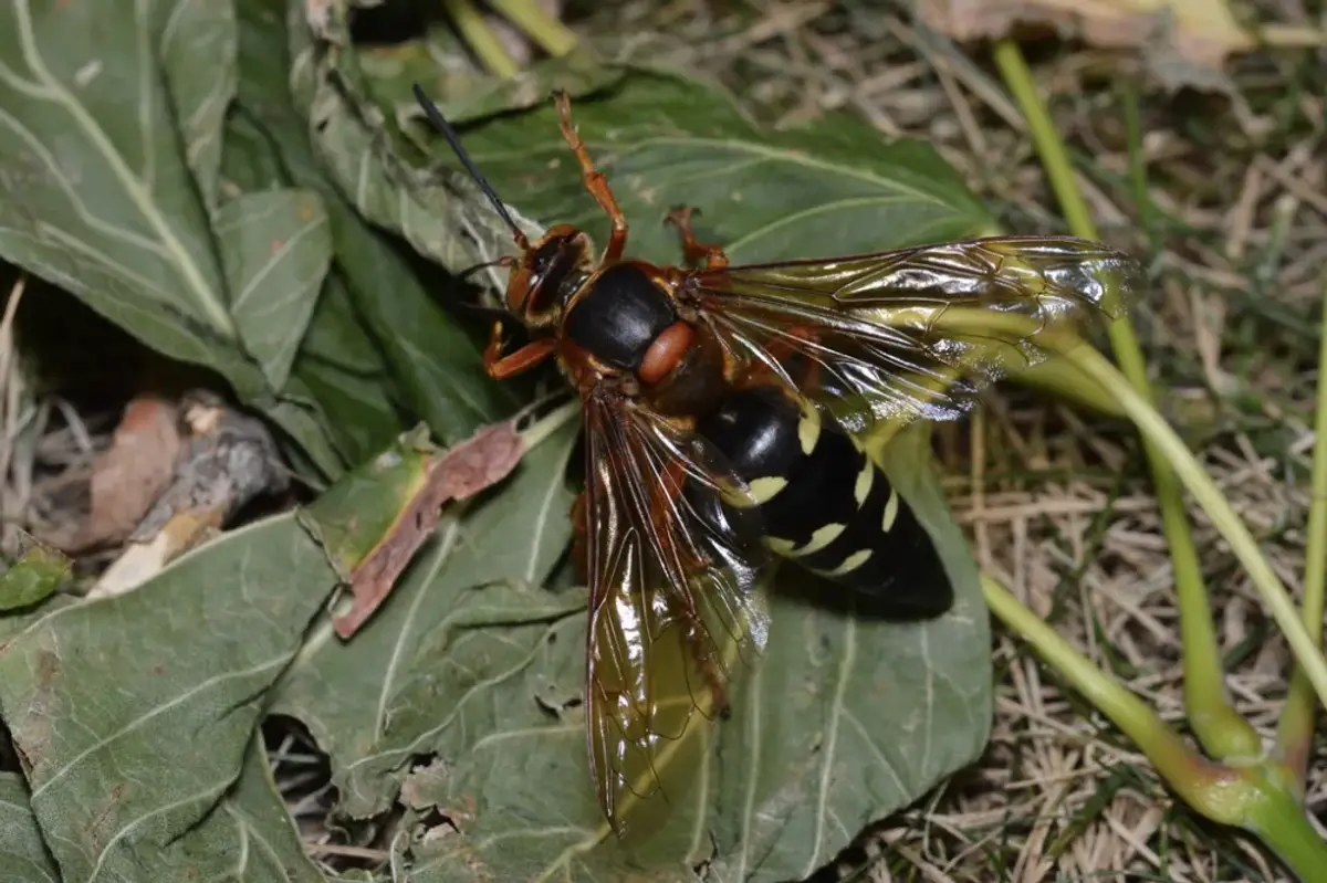 Eastern cicada killer wasp on leaf litter showing large size, gold abdominal bands and amber wings
