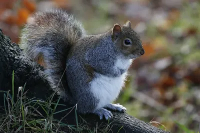 Eastern gray squirrel in classic sitting pose showing bushy tail and gray fur