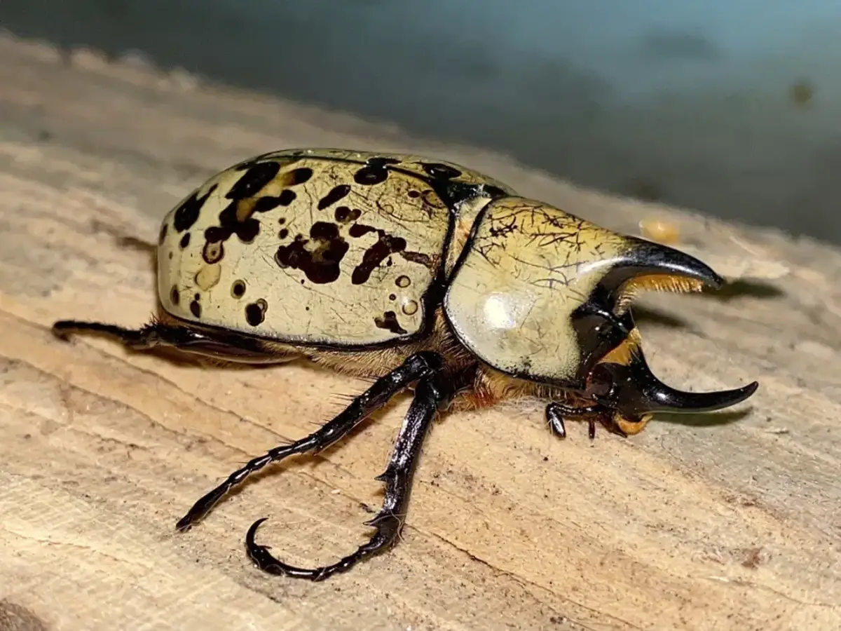 A male eastern Hercules beetle with large curved horns resting on wood