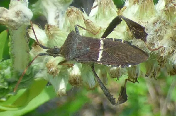 Eastern leaf-footed bug showing its brown body and distinctive white transverse band across the wings
