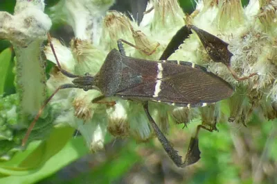 Eastern Leaf-Footed Bugs