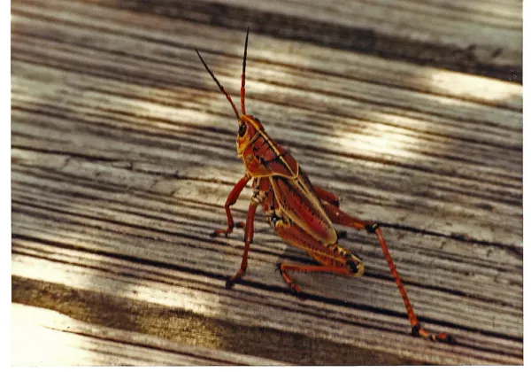 Adult Eastern Lubber Grasshopper showing its distinctive orange and black coloration on a wooden surface