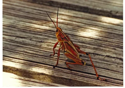 Adult Eastern Lubber Grasshopper showing its distinctive orange and black coloration on a wooden surface