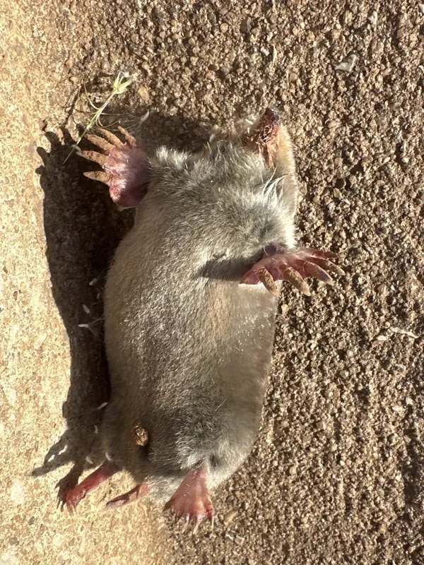 Eastern mole showing characteristic velvety fur and large spade-shaped front paws