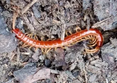 Eastern red centipede showing characteristic reddish-orange coloring and yellow legs