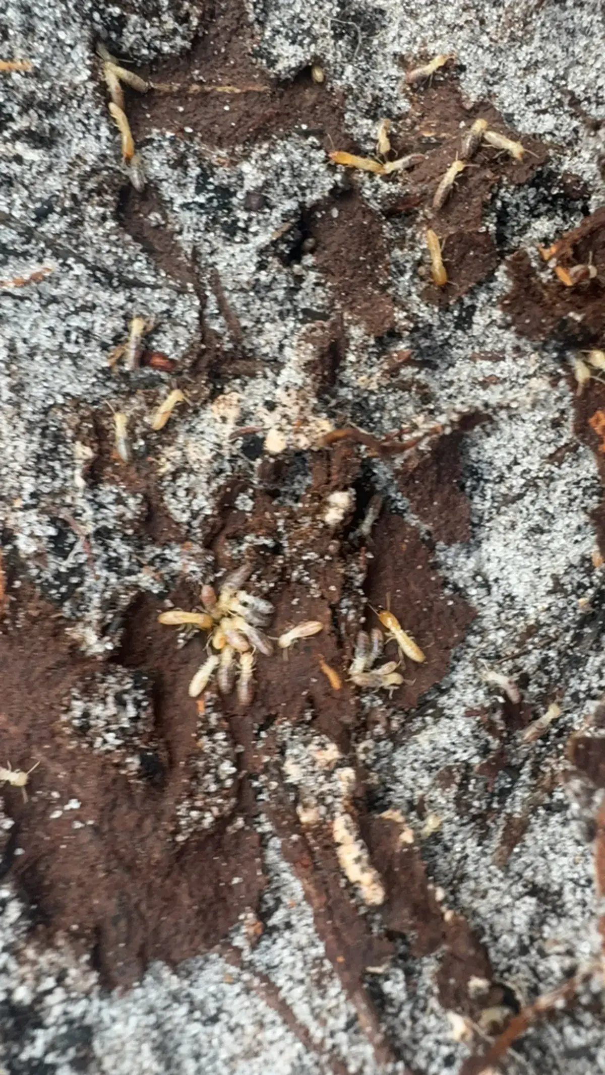 Eastern subterranean termite colony in soil