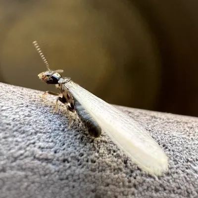 Eastern subterranean termite swarmer (alate) showing distinctive wings, dark body, and beaded antennae