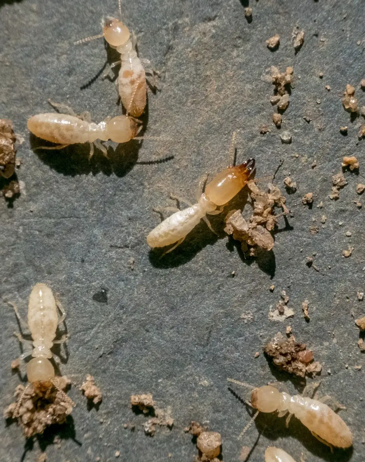 Pale subterranean termite workers and one soldier with an orange head and dark jaws